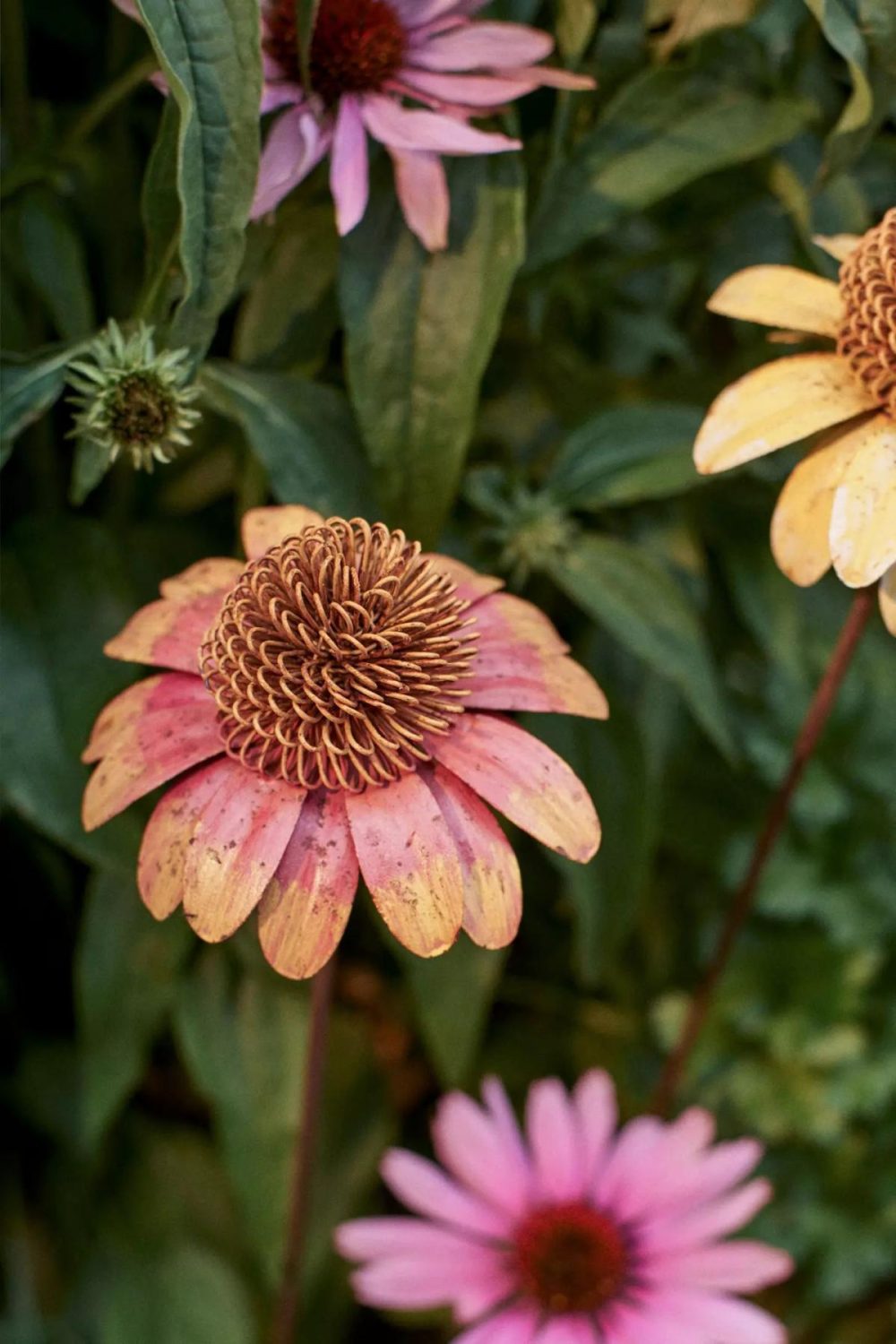 Garden Accents | Coneflower Iron Stem Red Garden Garden Accents