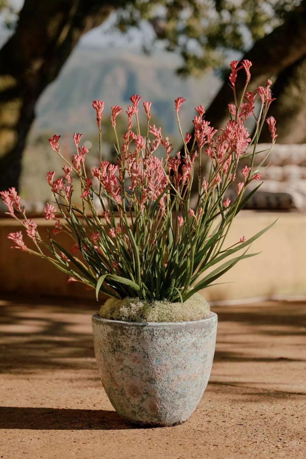 Outdoor Décor | Barnacle Rounded Egg Planter Blue Garden Blue