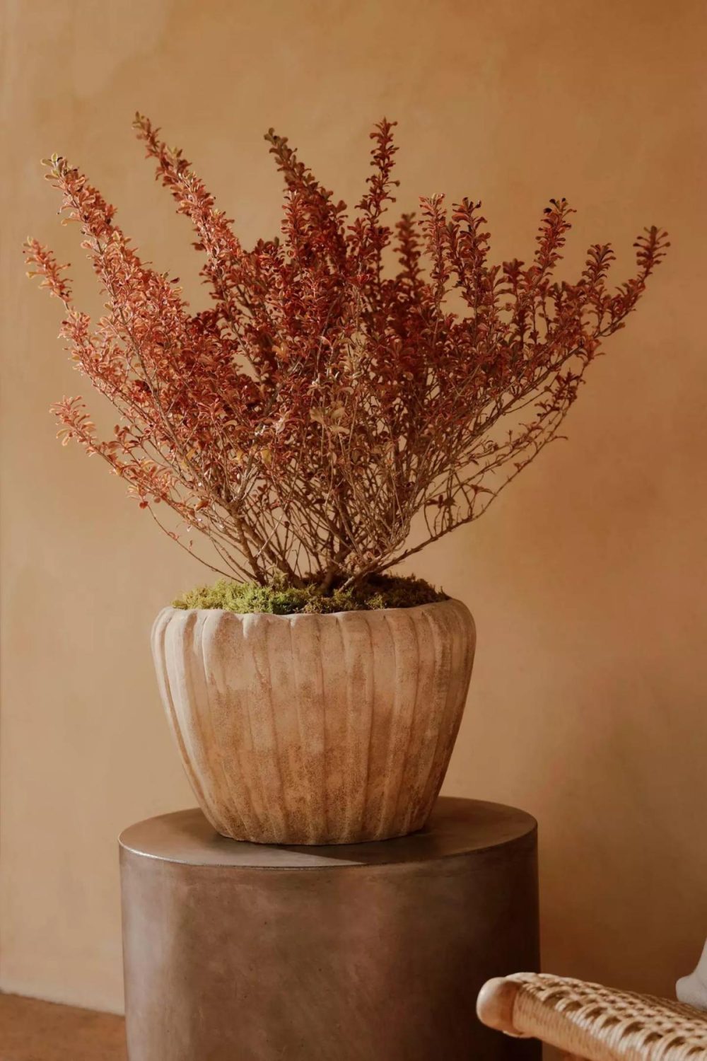 Outdoor Décor | Ribbed Terracotta Low Taper Pot Natural Garden Natural