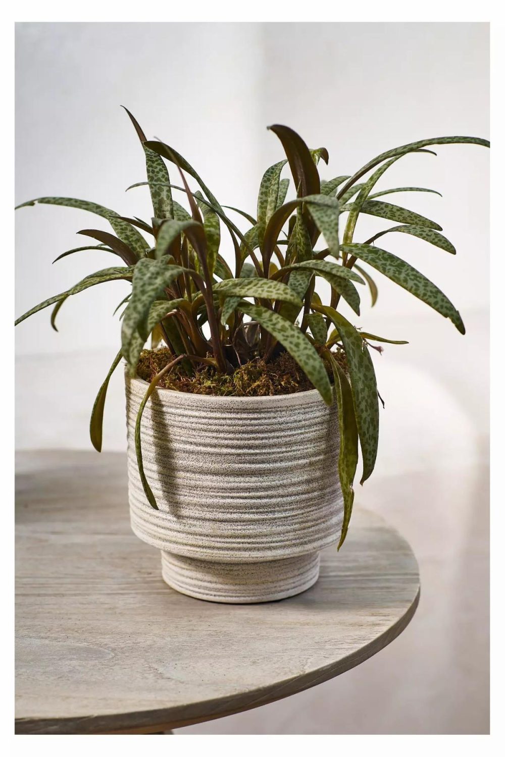 Outdoor Décor | Ridged Texture Footed Planter, 5.5 Grey Garden Grey