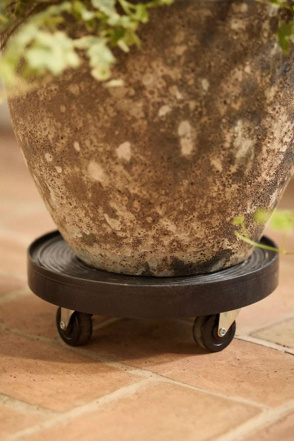 Plant Stands | Rubber Plant Dolly Black Garden Black