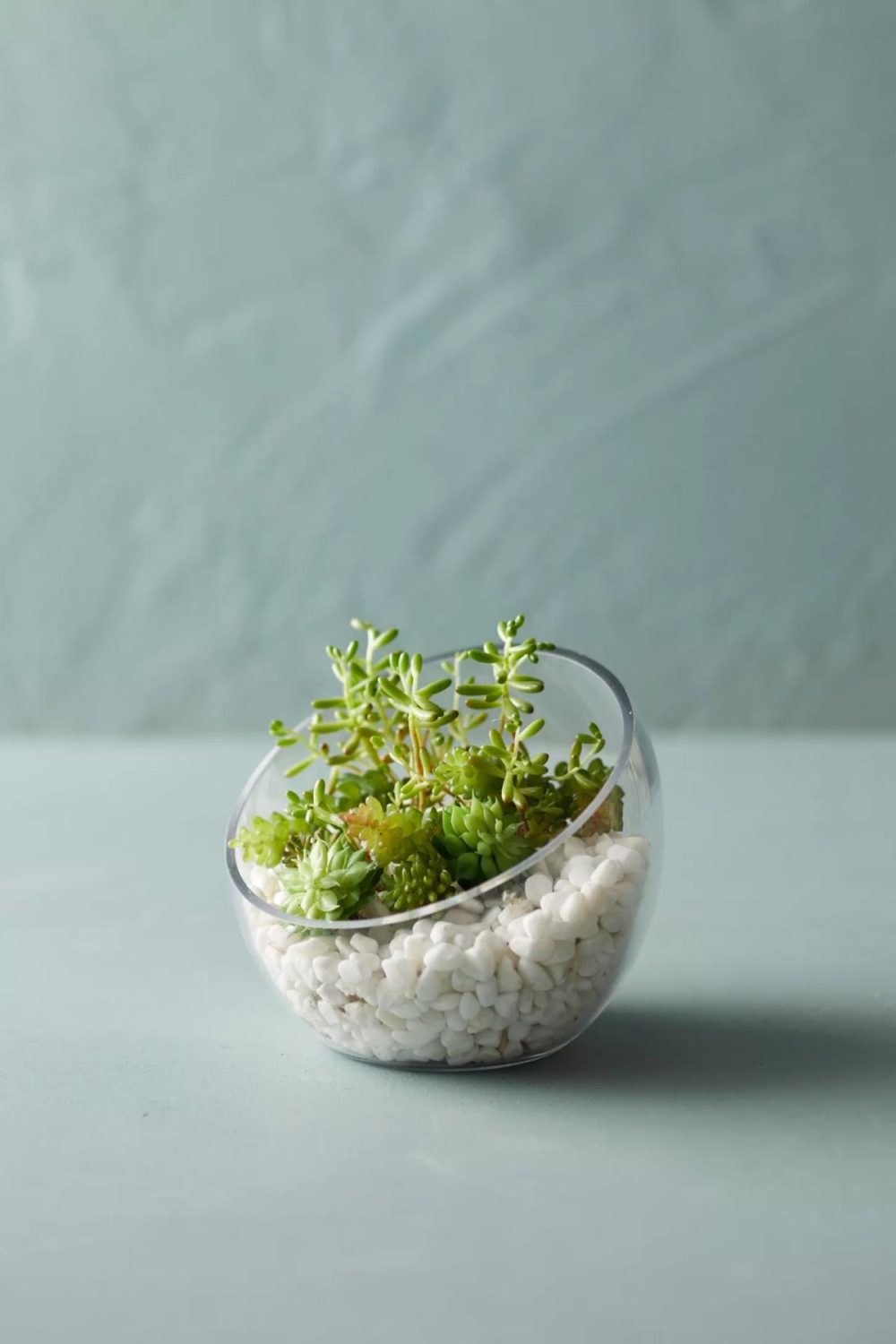 Planters | Angled Circular Terrarium, Small Clear Garden Clear