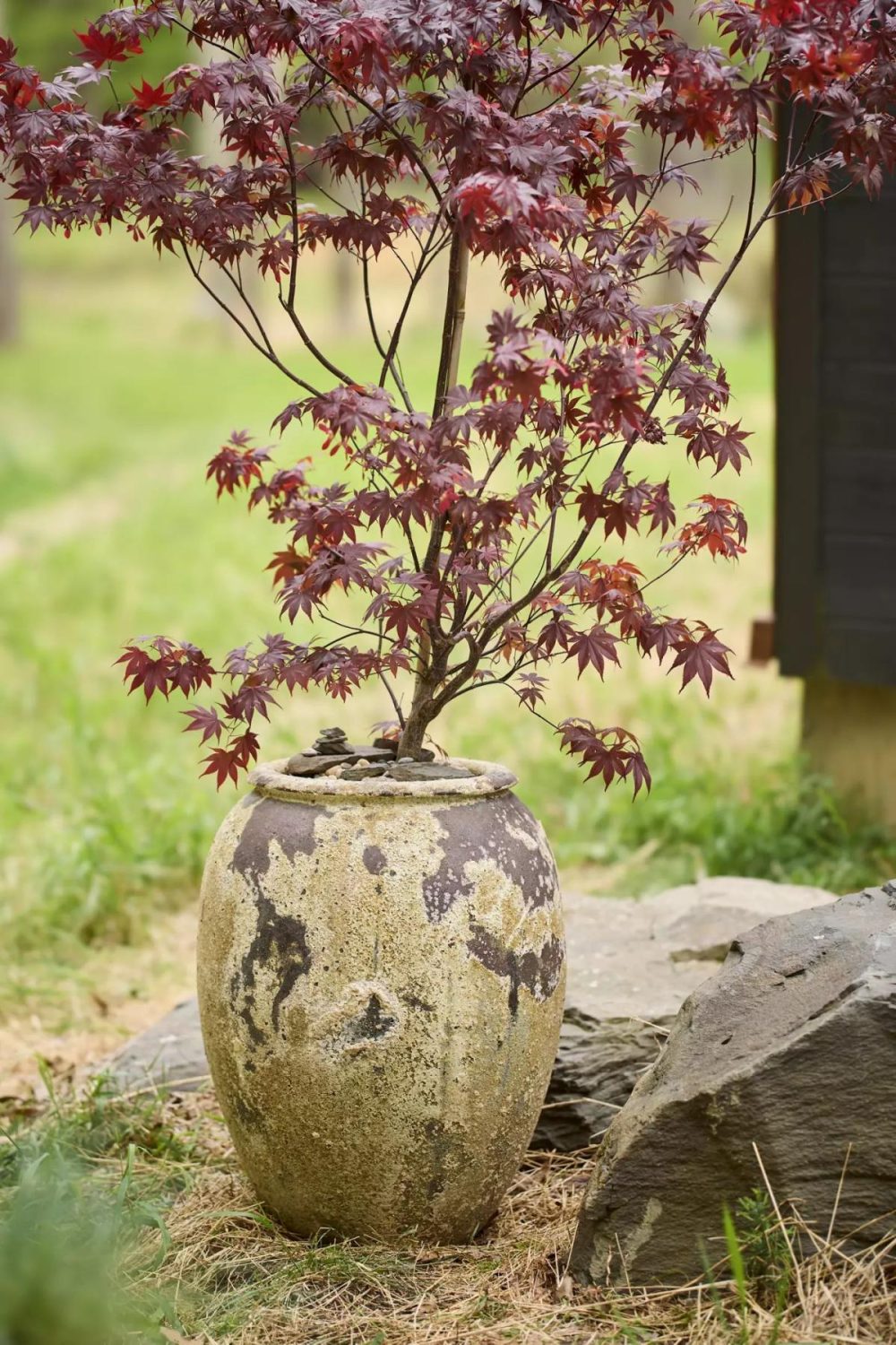 Planters | Barnacle Water Jar Planter Cream Garden Cream