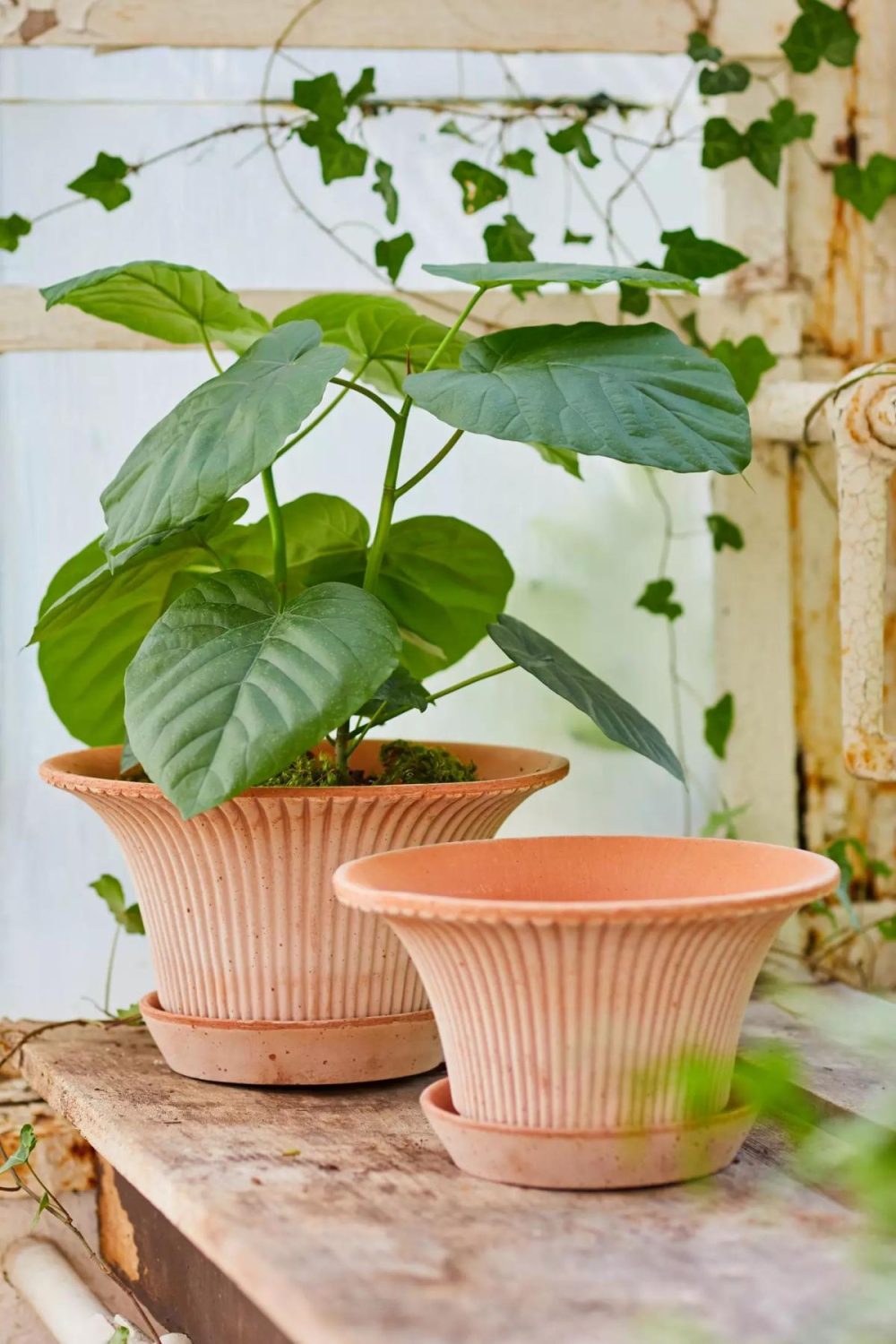 Planters | Bergs Fluted Pot + Saucer Set Rose Garden Outdoor Décor