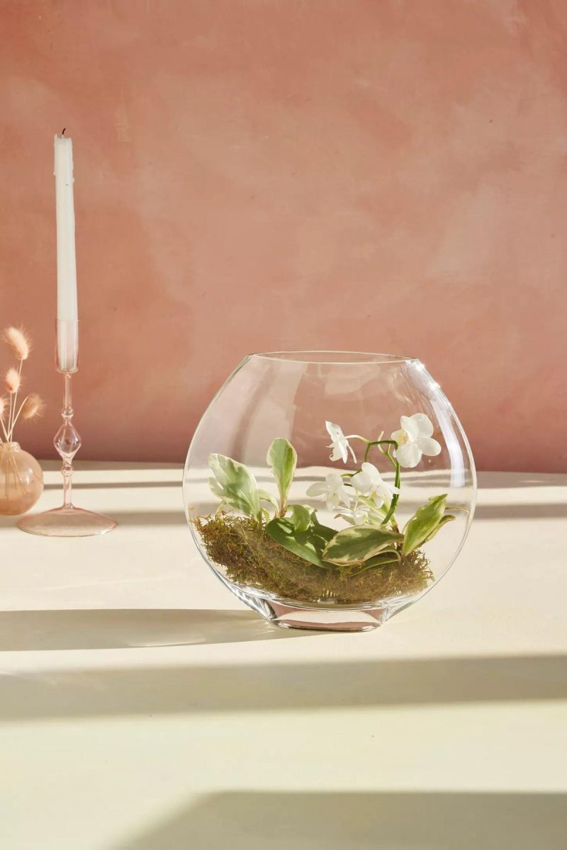 Planters | Bubble Glass Terrarium Assorted Garden Assorted