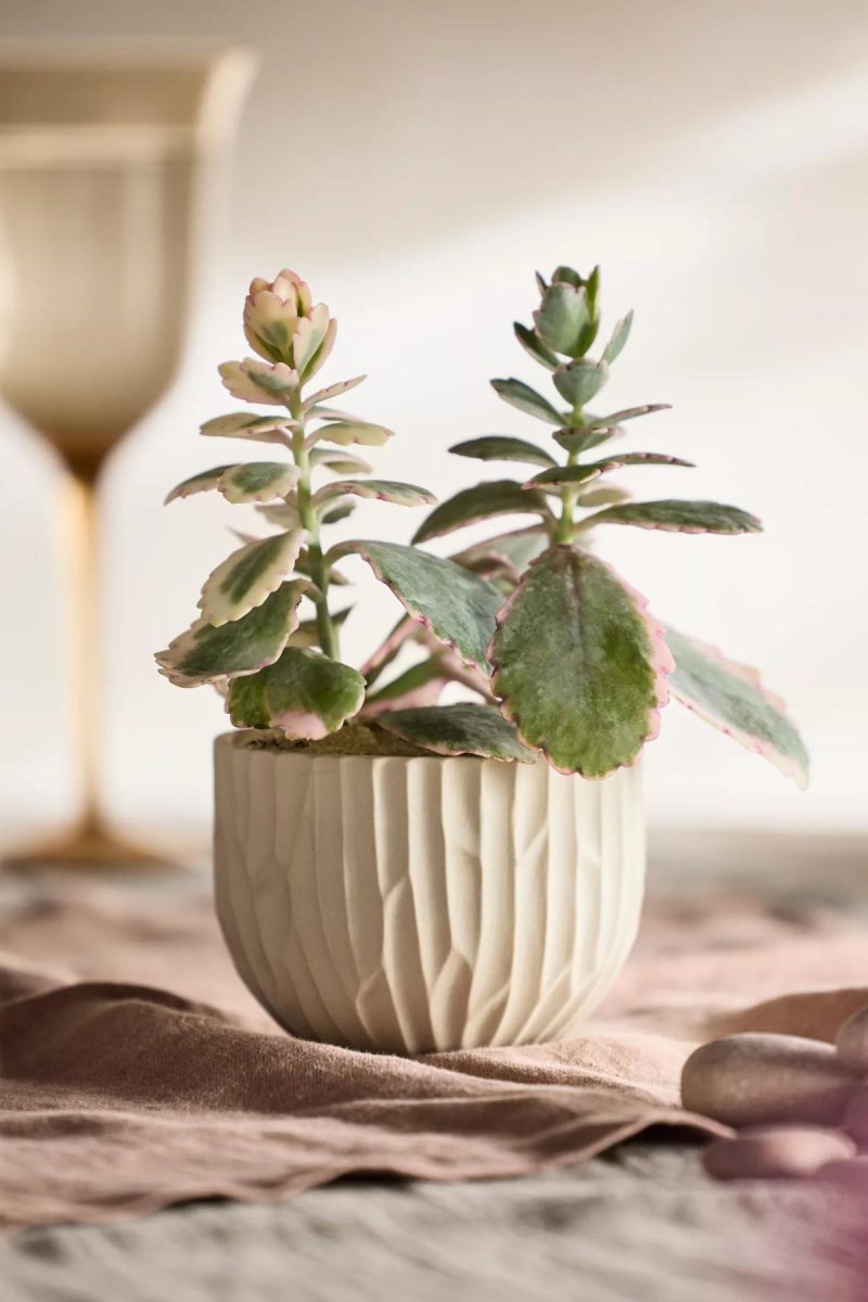 Planters | Carved Stoneware Pot Cream Garden Cream