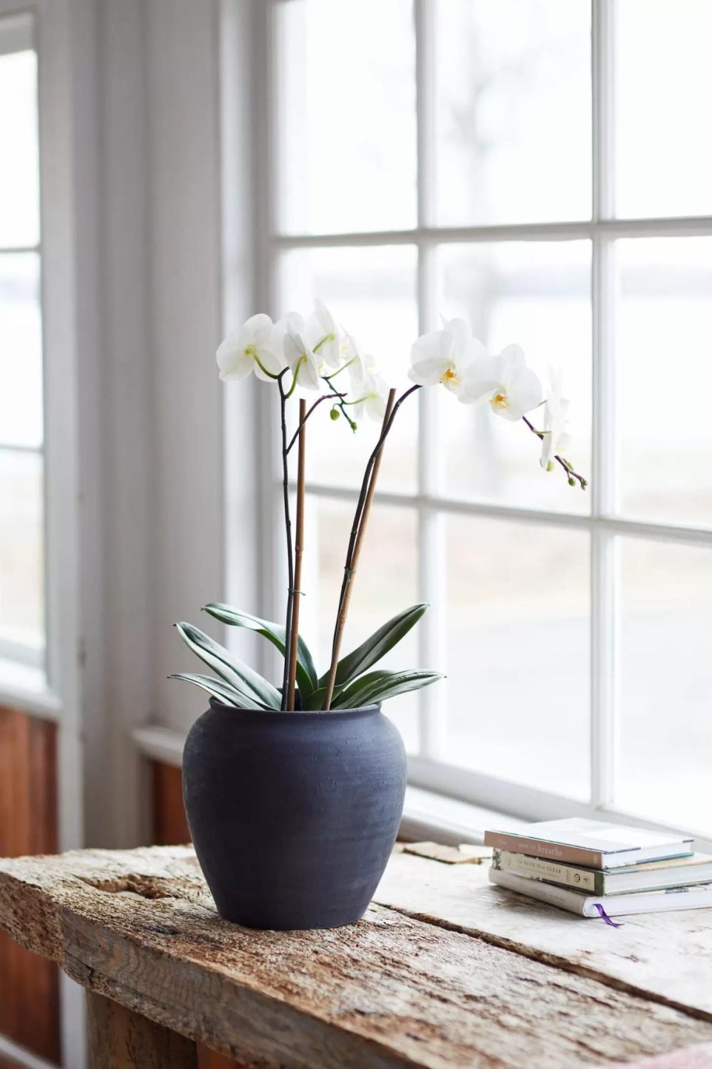 Planters | Charcoal Ceramic Rounded Planter Black Garden Black