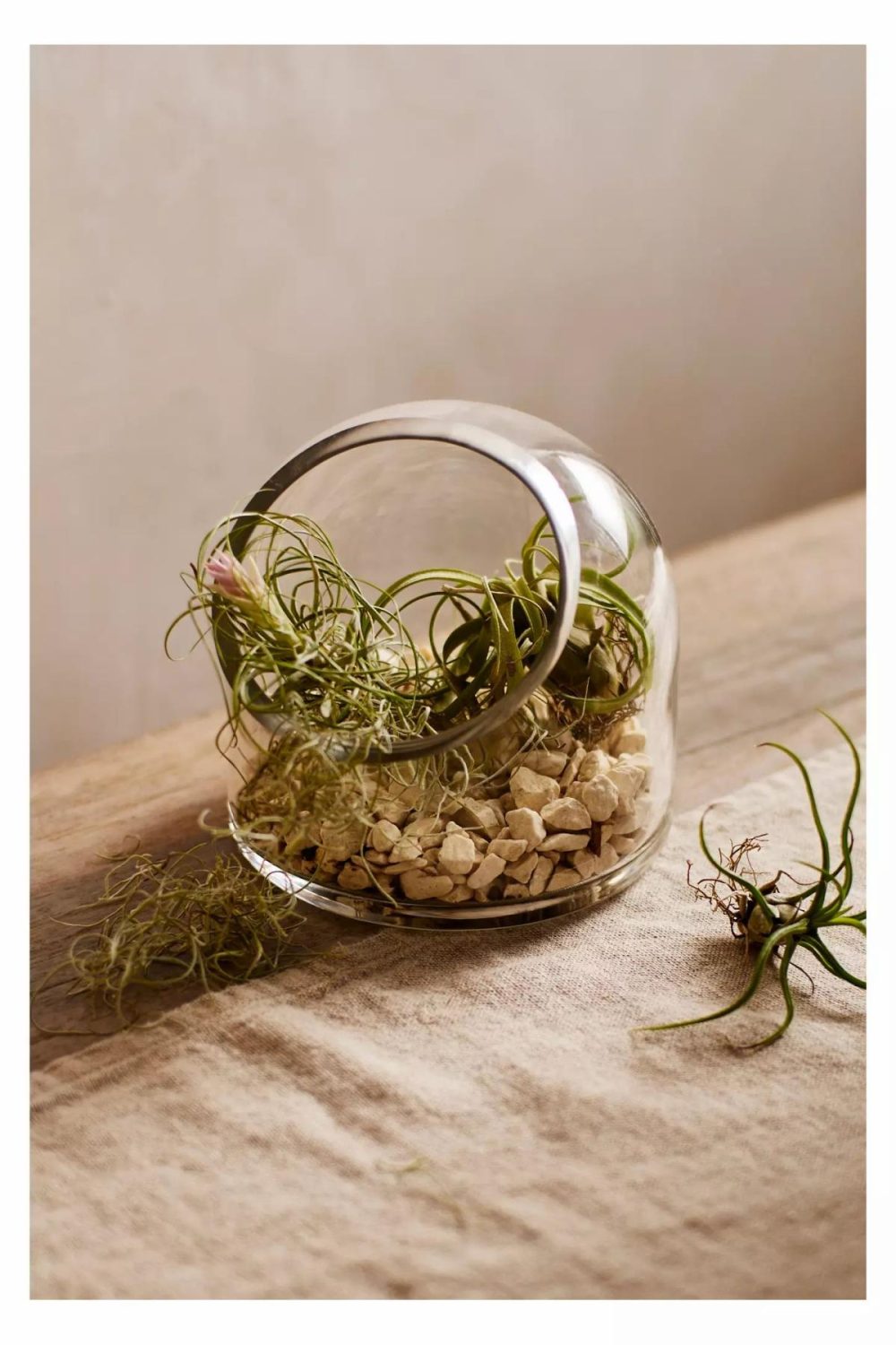 Planters | Dome Open Terrarium Assorted Garden Assorted