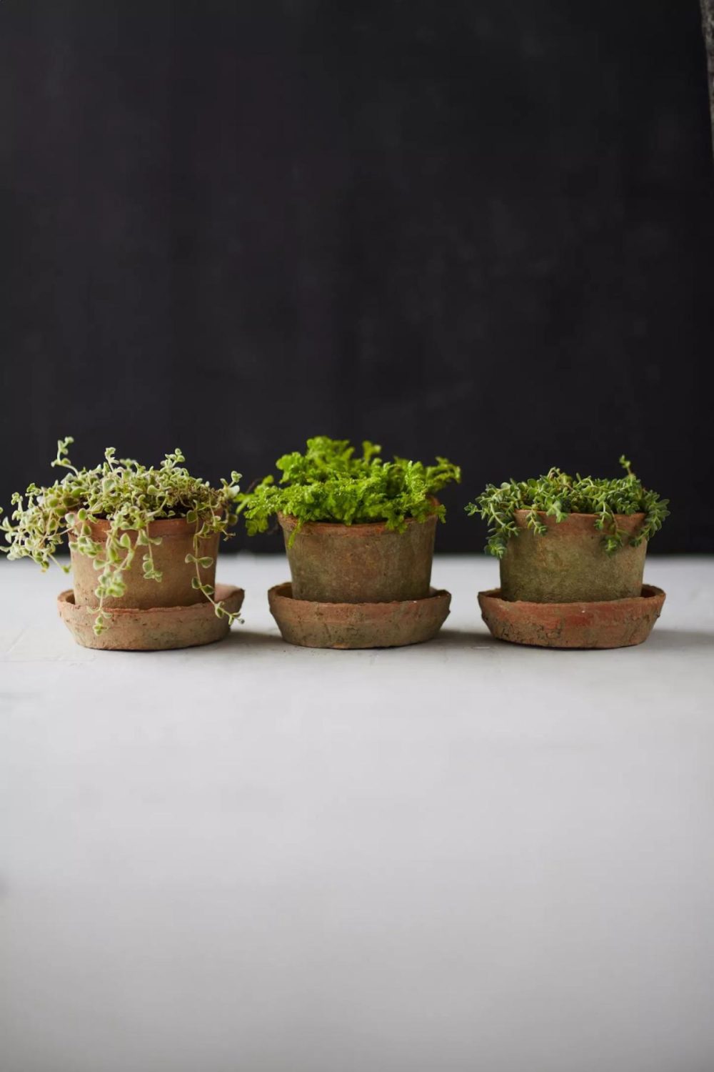 Planters | Earth Fired Clay Mini Pot + Saucer, Set of 3 Terra Cotta Garden Planters