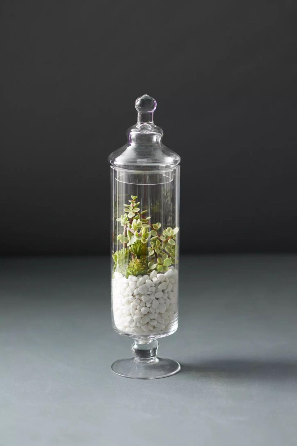 Planters | Lidded Apothecary Terrarium Clear Garden Clear