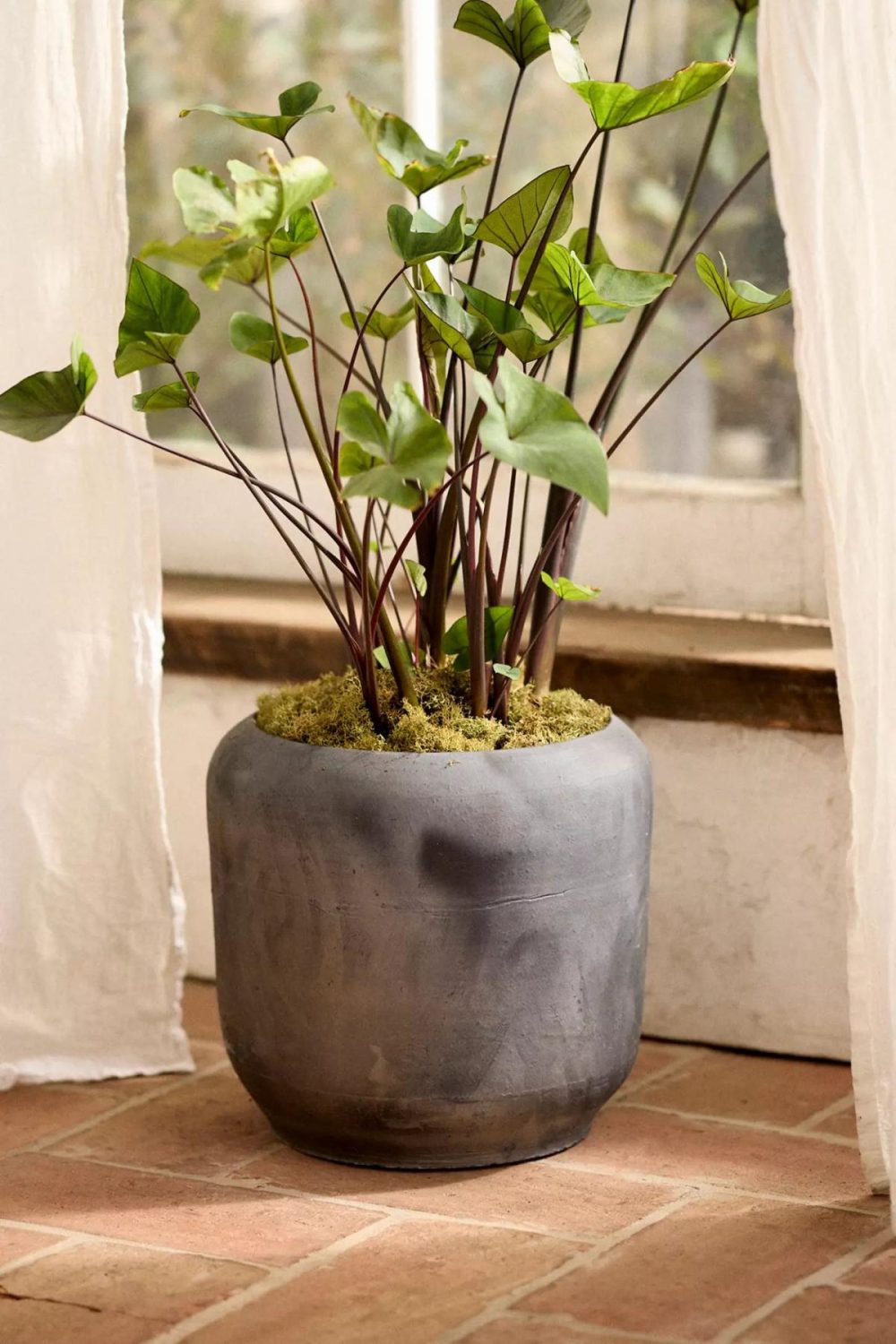 Planters | Luca Rounded Planter Black Garden Black