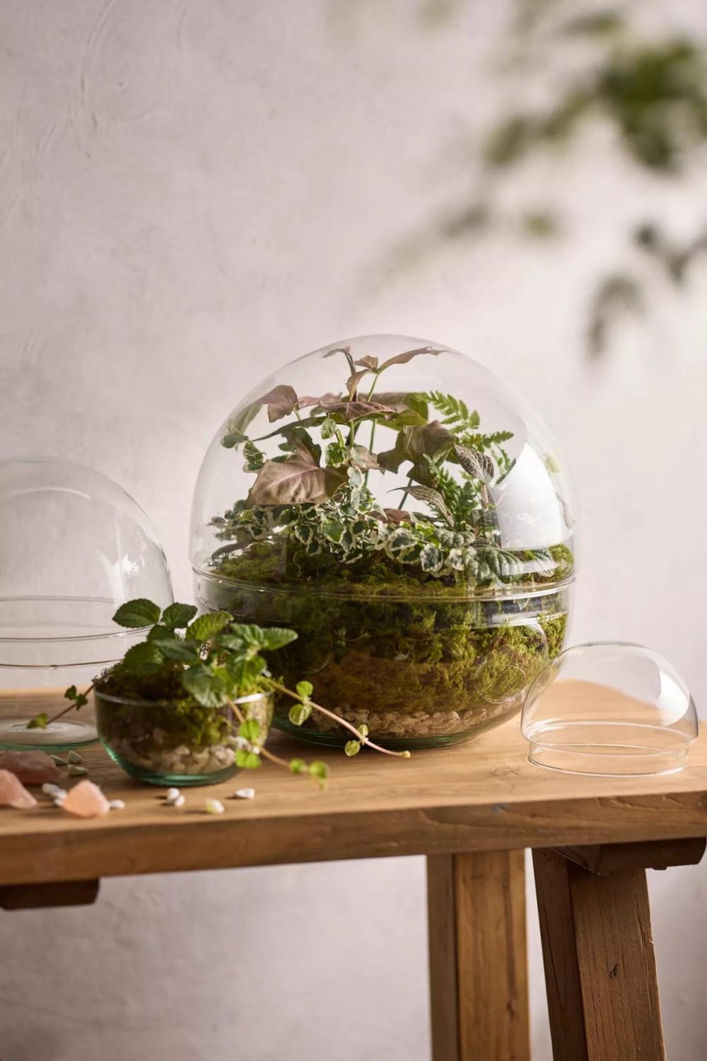 Planters | Recycled Glass Ball Terrarium Assorted Garden Assorted