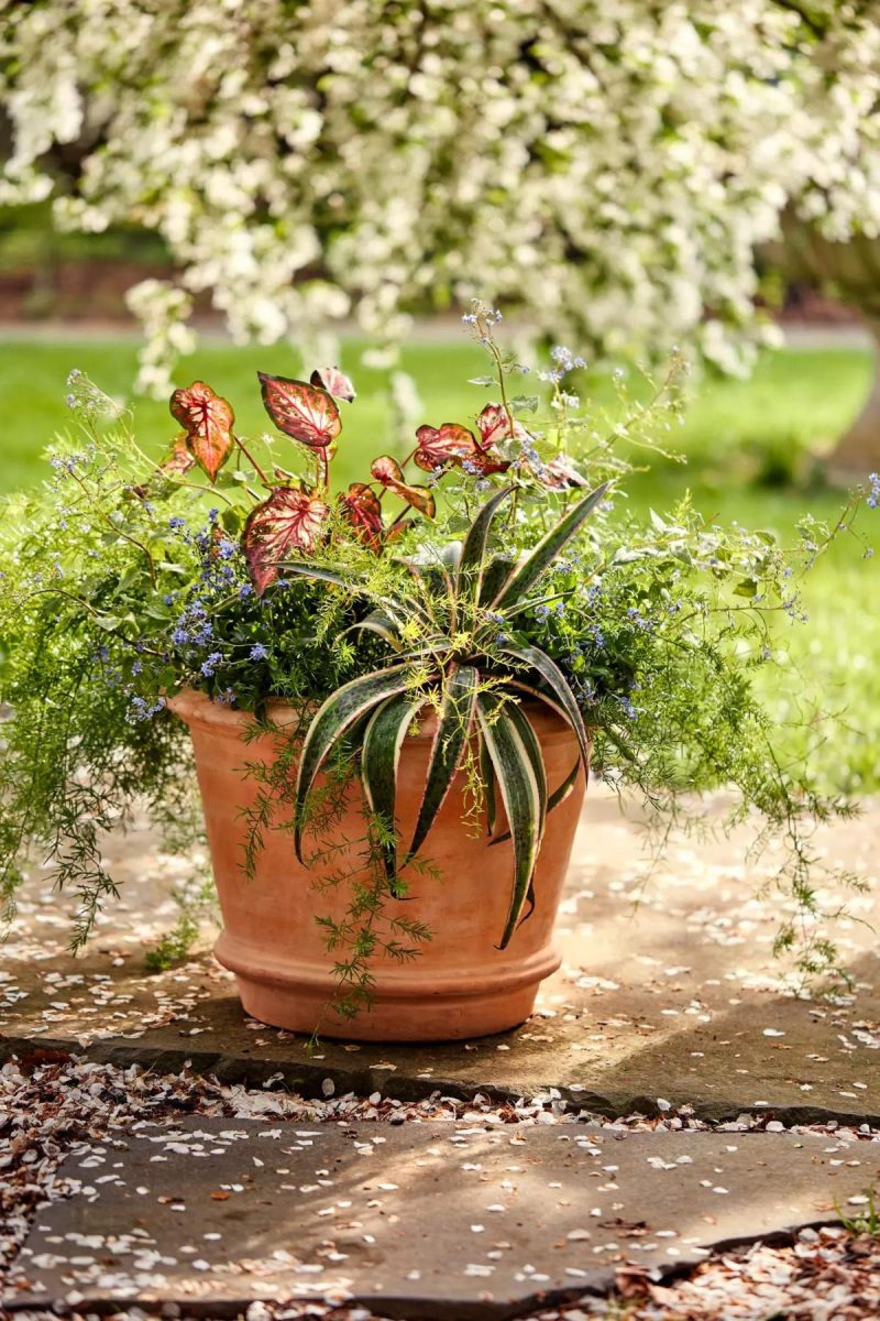 Planters | Tapered Terracotta Planter Natural Garden Natural