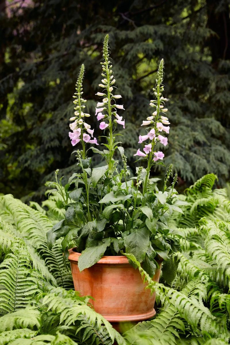 Planters | Tapered Terracotta Planter Natural Garden Natural