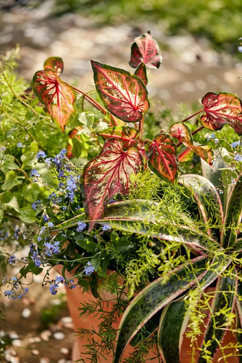 Planters | Tapered Terracotta Planter Natural Garden Natural