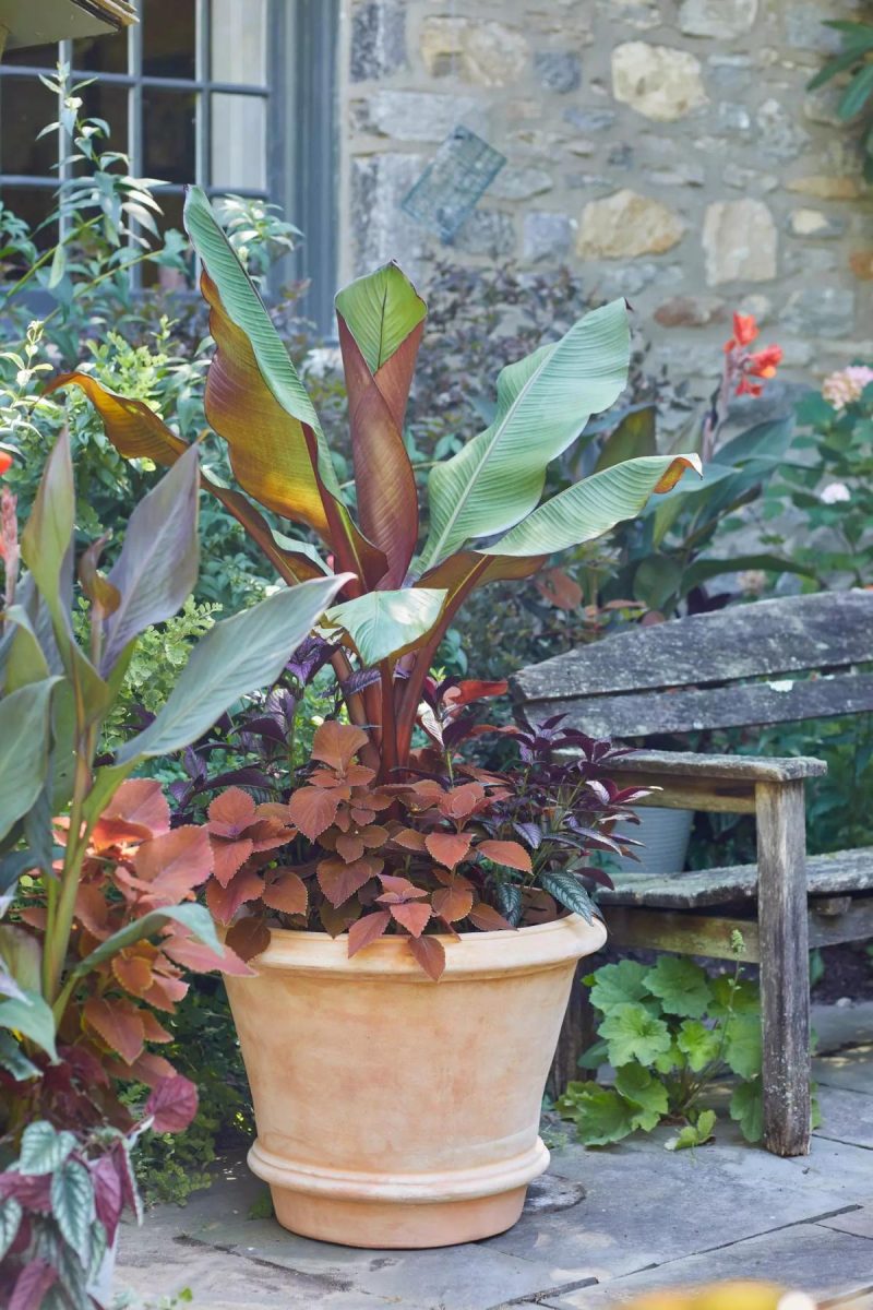 Planters | Tapered Terracotta Planter Natural Garden Natural