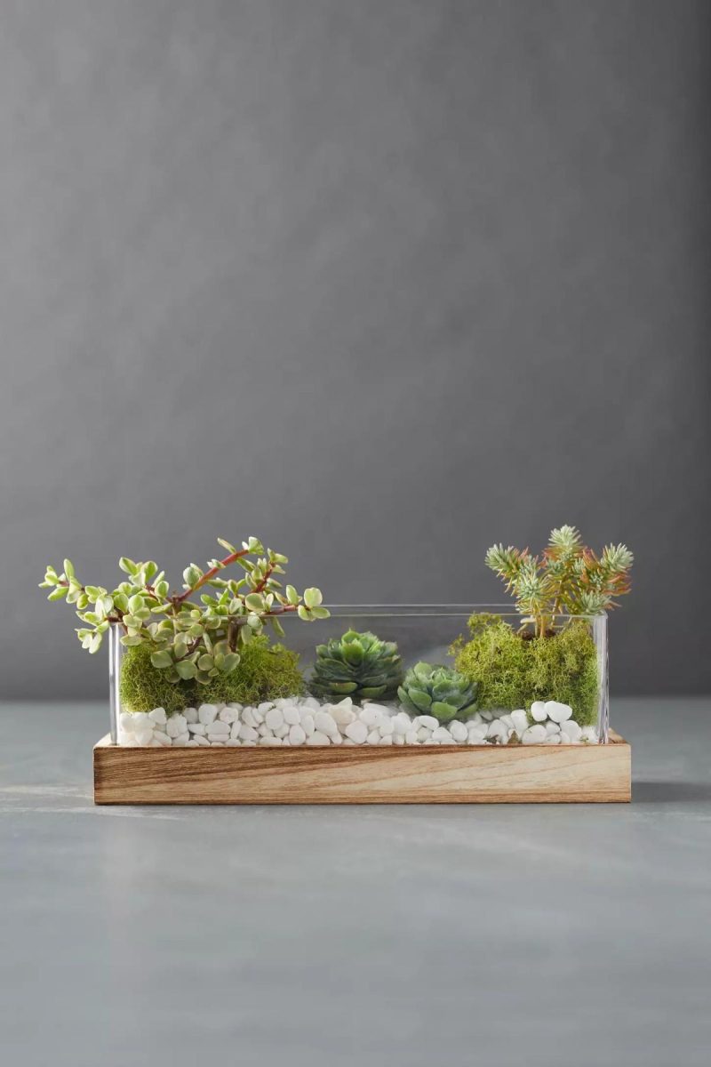 Planters | Wood Base Terrarium Clear Garden Clear