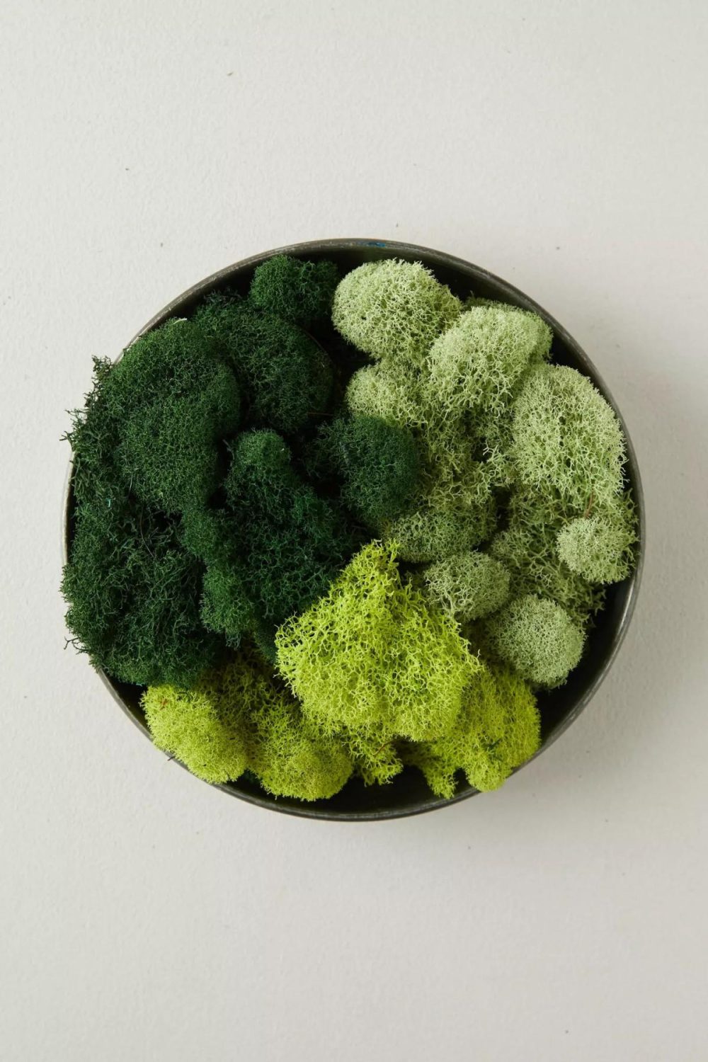 Potting Supplies | Preserved Green Reindeer Moss, Set of 3 Green Garden Garden Tools