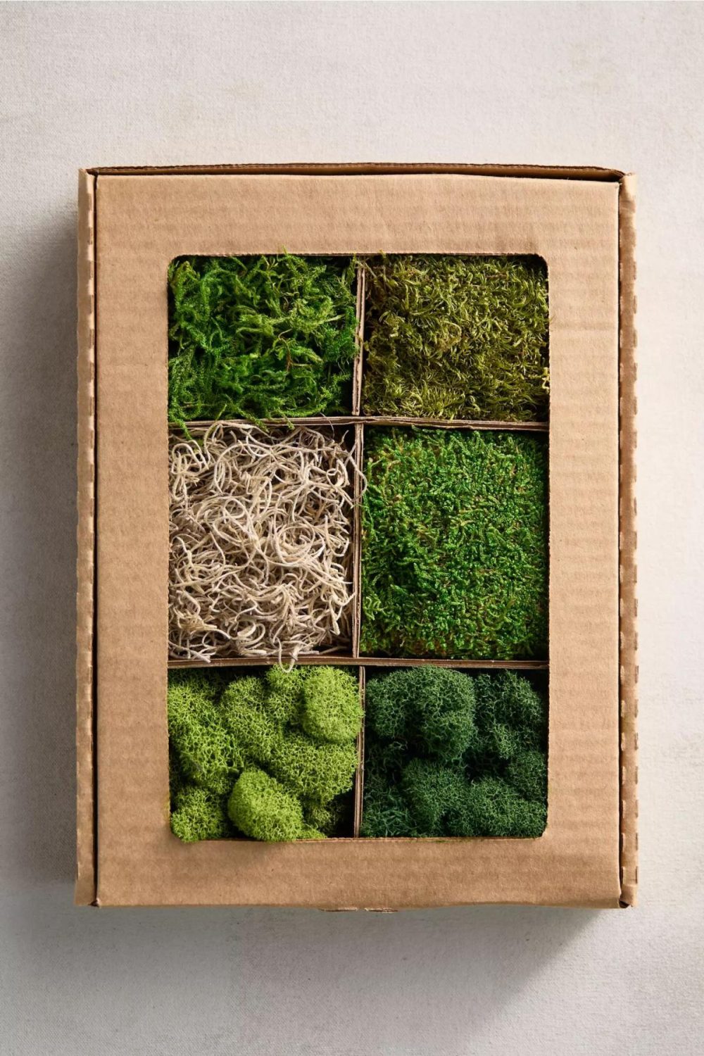 Potting Supplies | Preserved Mood Moss, Set of 6 Assorted Garden Assorted