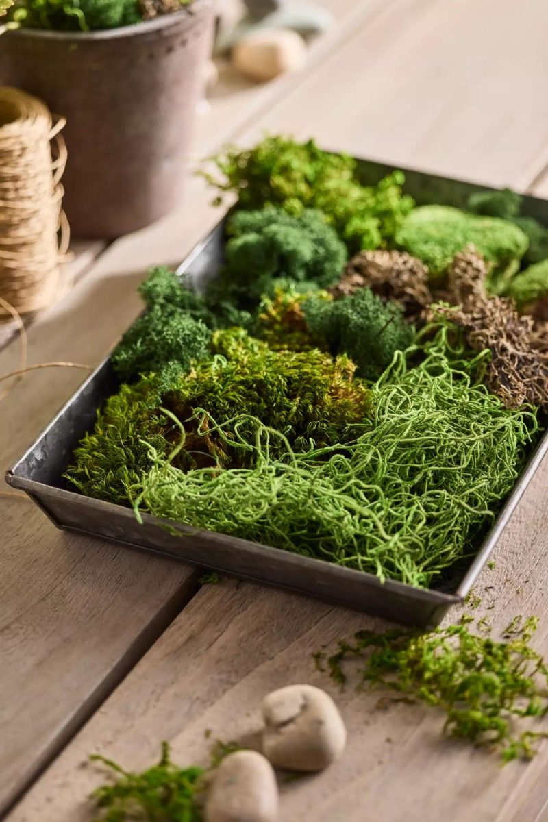 Potting Supplies | Preserved Moss Collection Assorted Garden Assorted