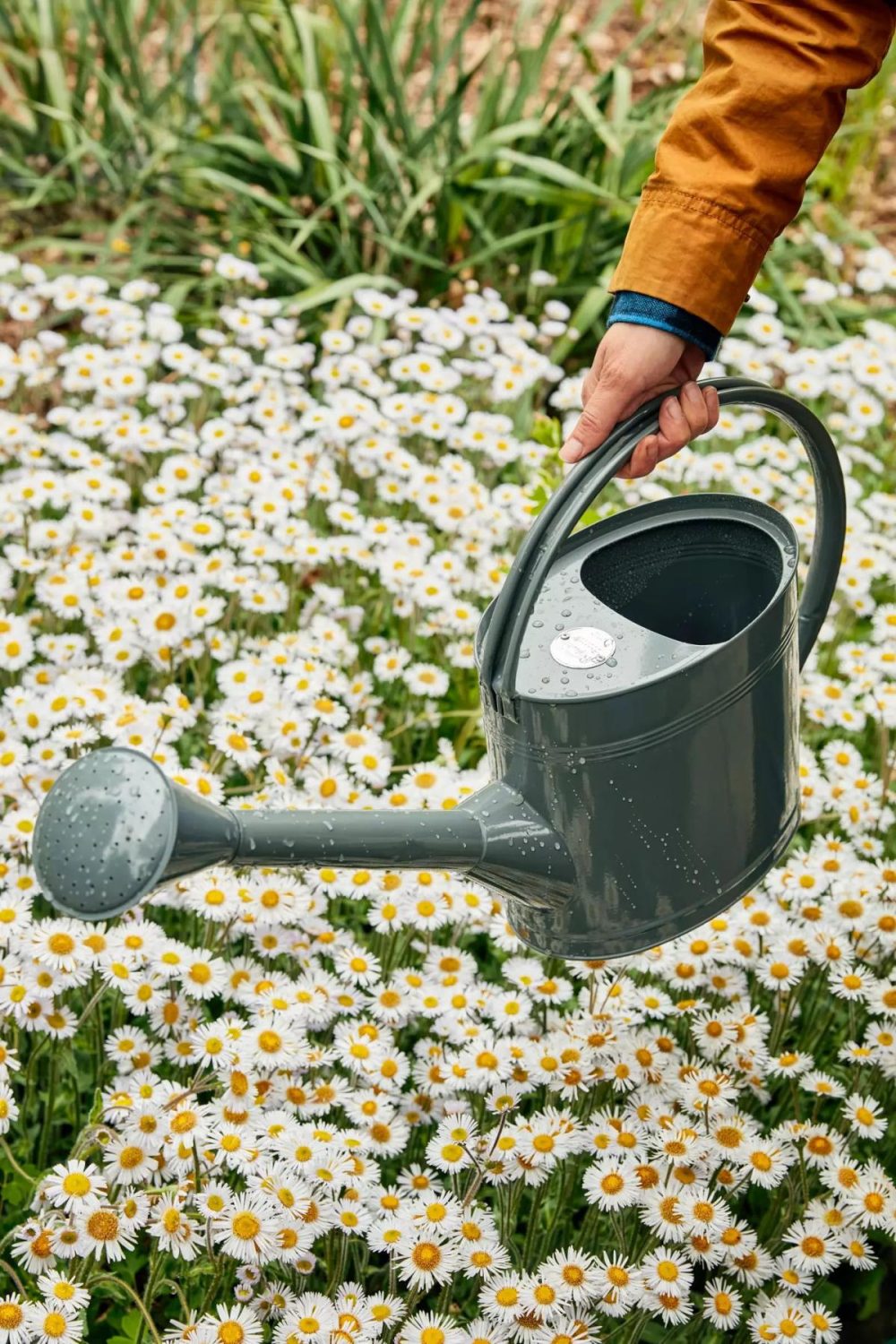 Watering Cans + Hoses | Galvanized Steel Watering Can Carbon Garden Carbon