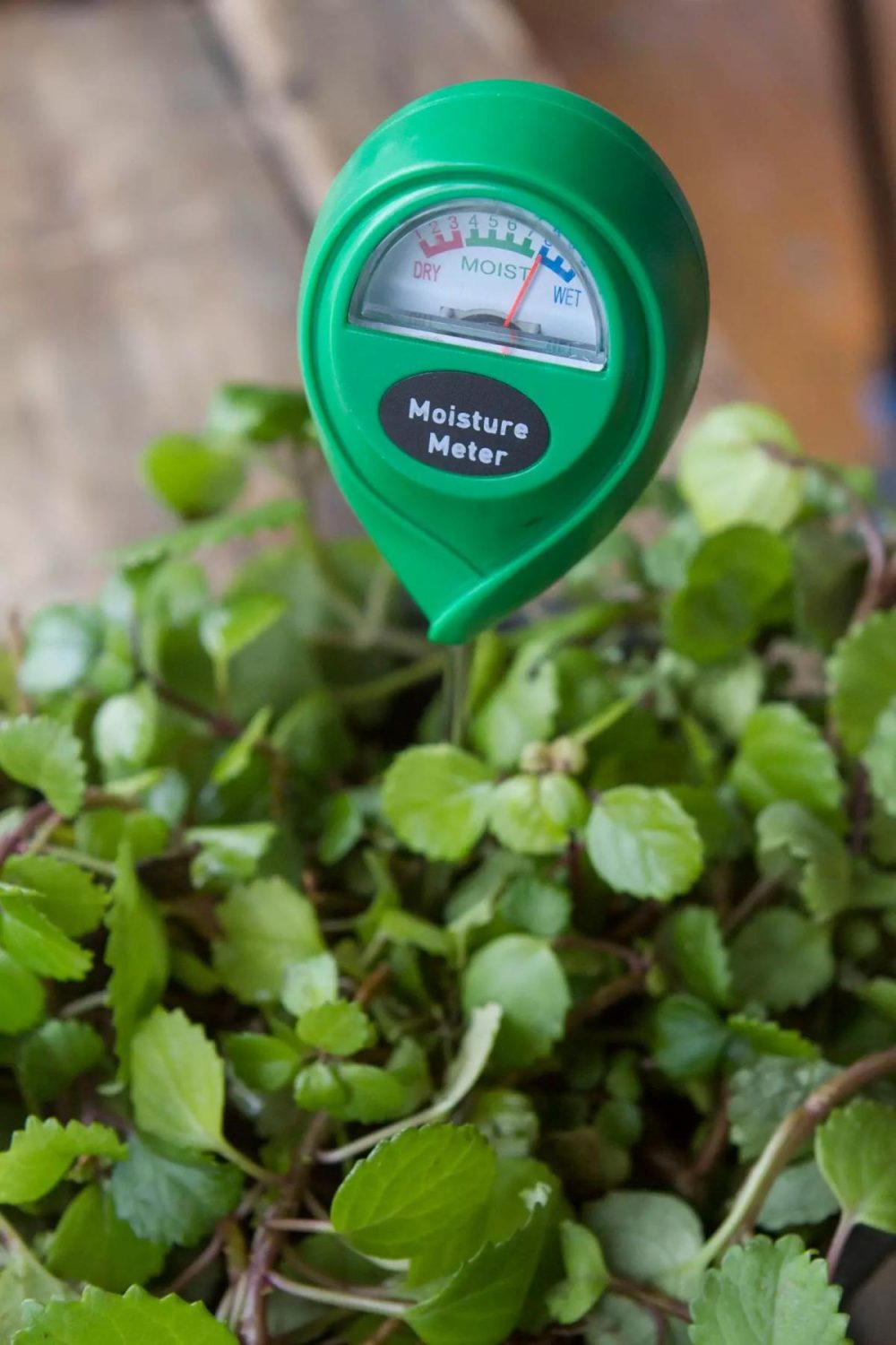 Watering Cans + Hoses | Moisture Meter Assorted Garden Assorted