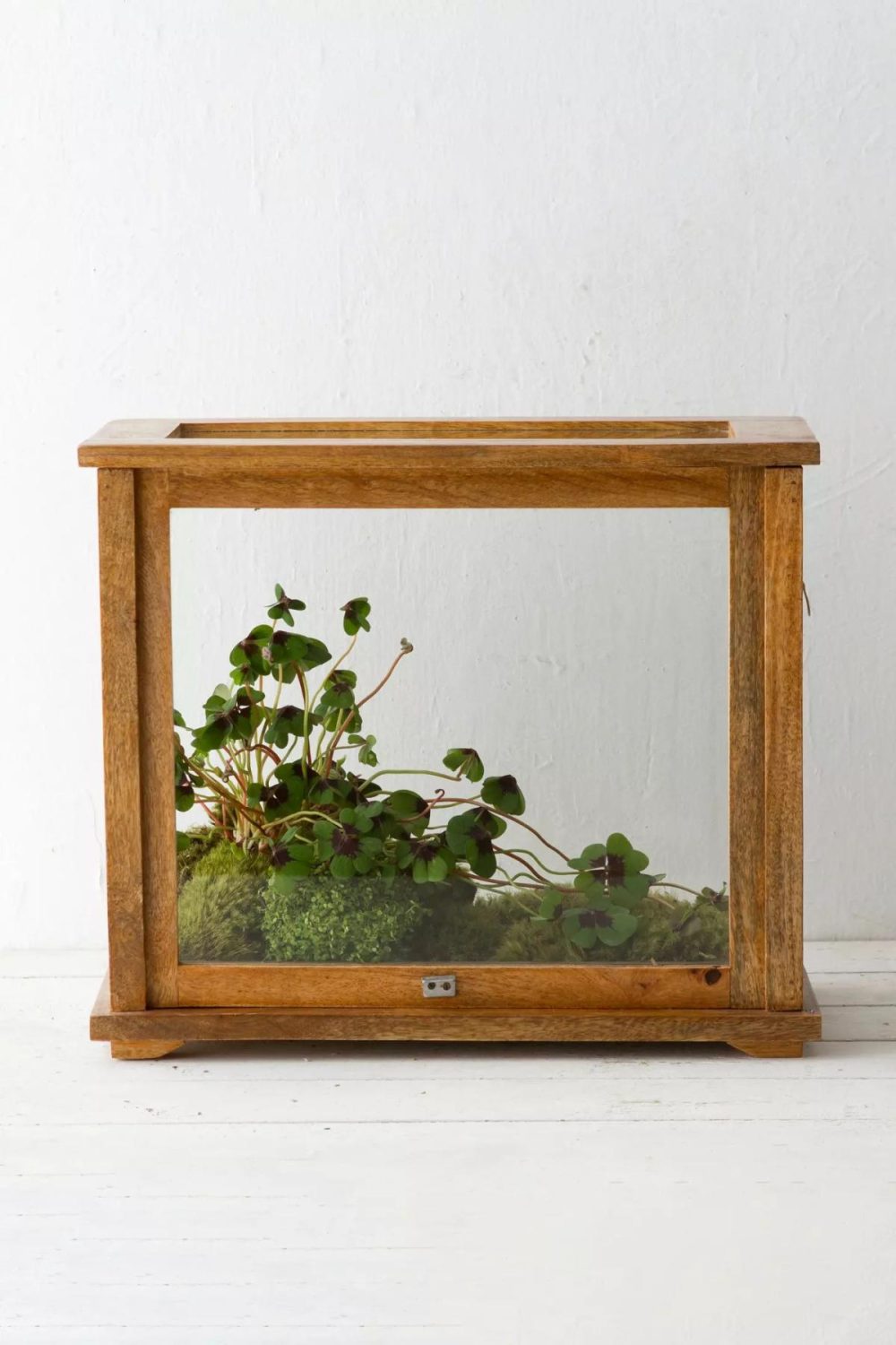 Planters | Specimen Case Terrarium Assorted Garden Assorted